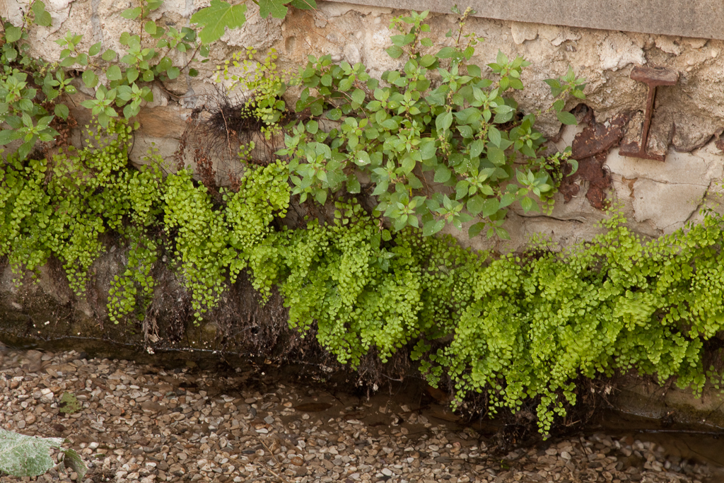 maidenhair fern