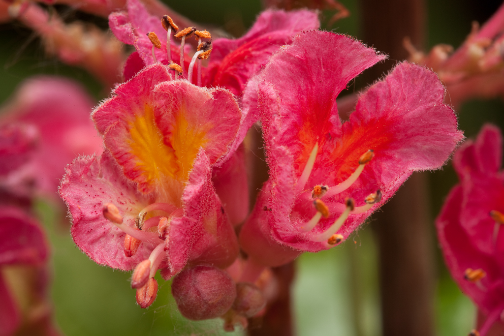 red horse chestnut