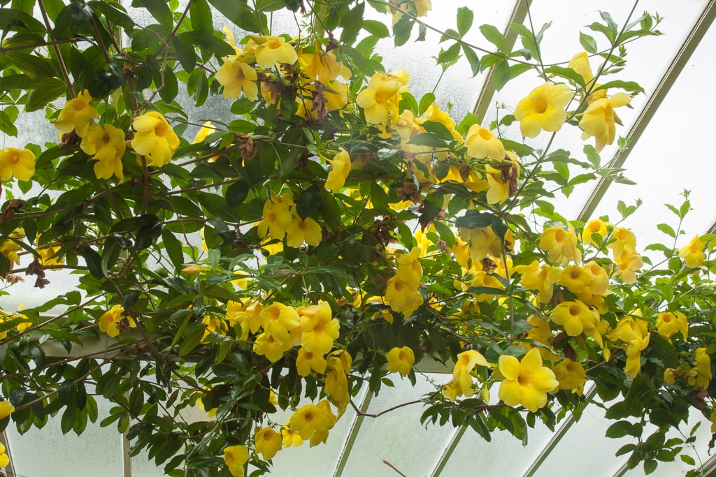 Allamanda cathartica Hendersonii golden trumpet Hendersonii RHS Gardening