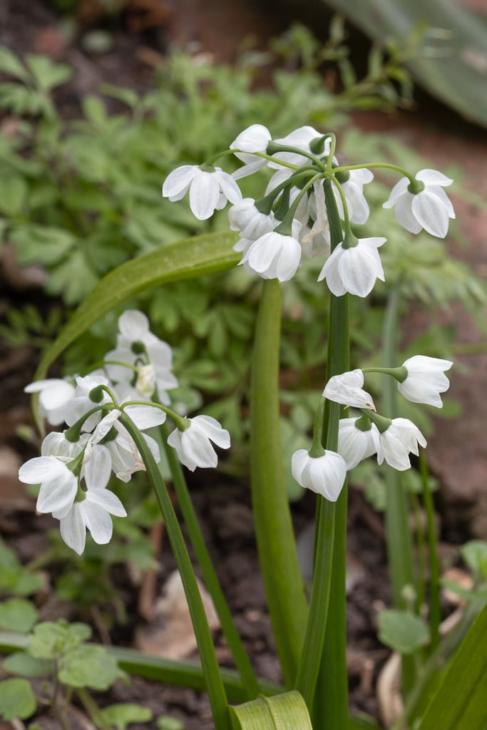 Allium Paradoxum Var Normale Bulbs Rhs Gardening