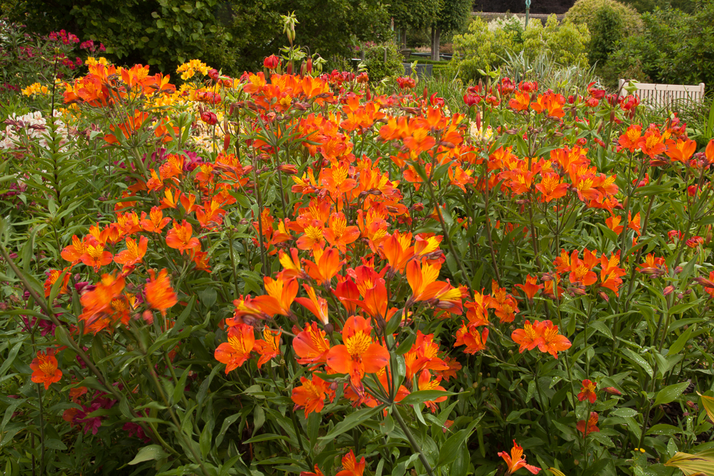 Peruvian lily ligtu hybrids