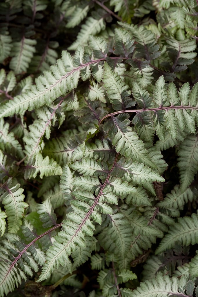 Athyrium niponicum var. pictum &Ursula&s Red& | Ferns/RHS