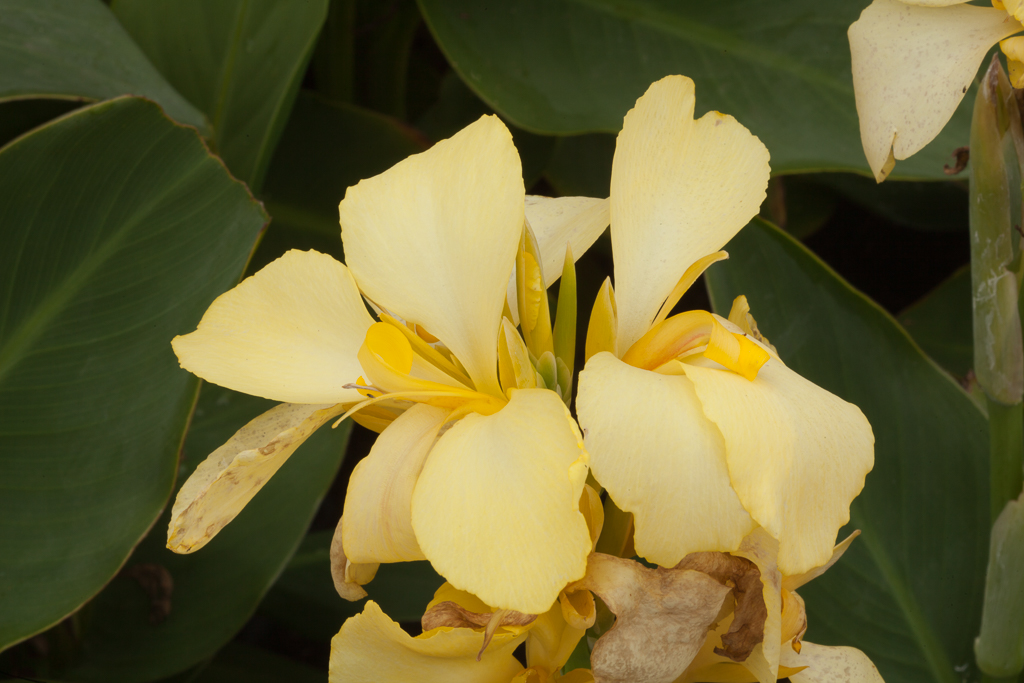 <i>Canna</i> × <i>generalis</i> [<span style="font-variant: small-caps;">Cannova Lemon</span>] ('Fcaa15') (Cannova Series)