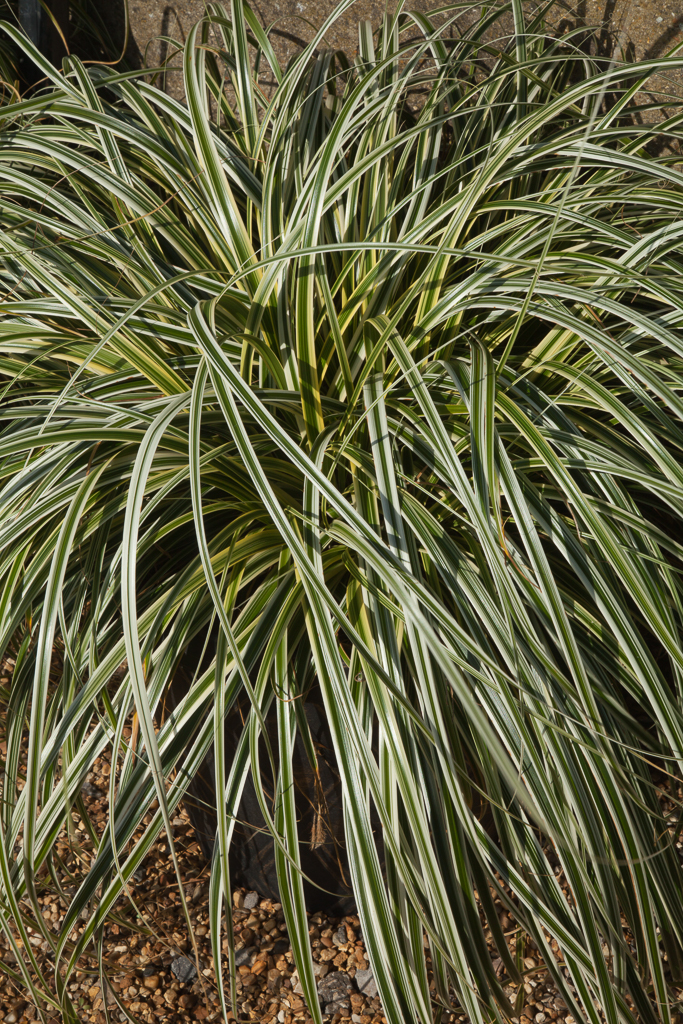 Morrow's sedge 'Fisher's Form'