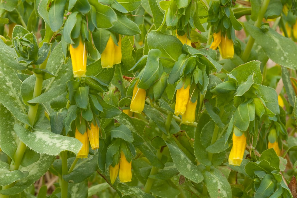 honeywort