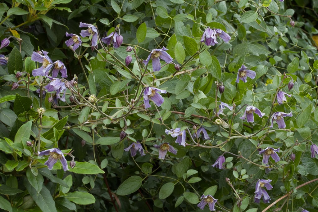 clematis 'Hendersonii'