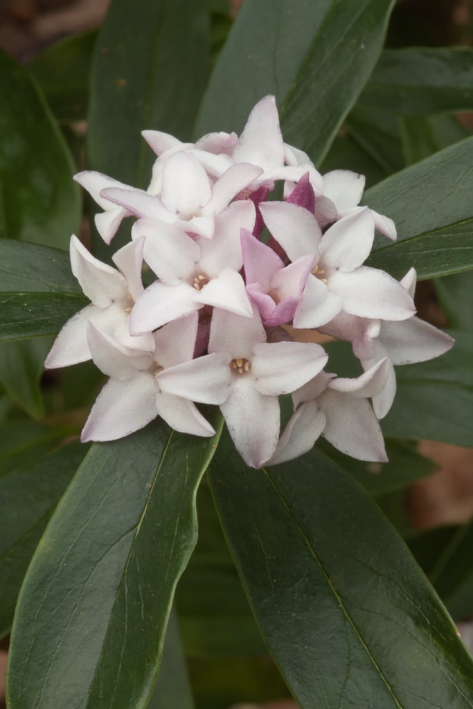 daphne 'Spring Beauty'