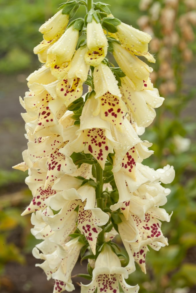 Digitalis purpurea &Orchid Carousel& (Carousel Series) | foxglove ...