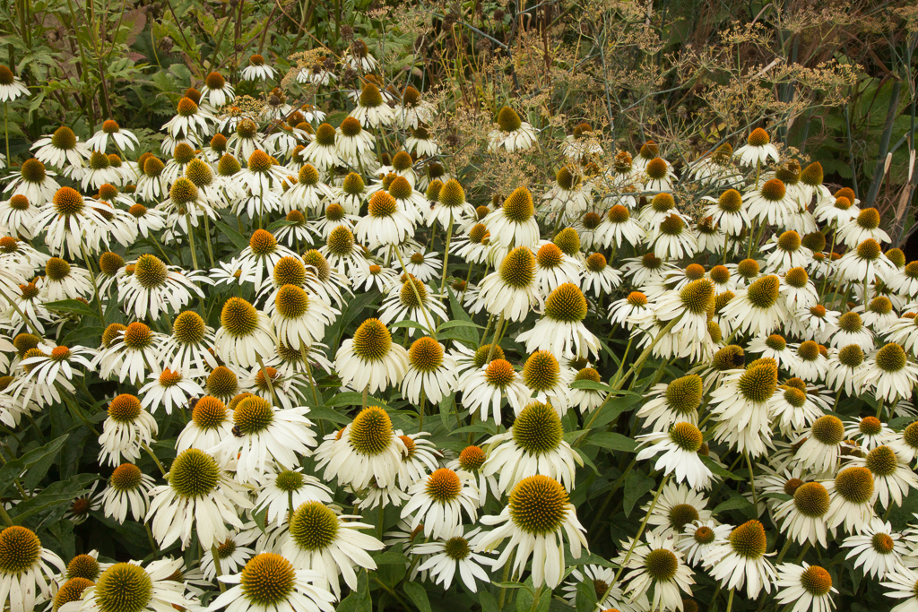purple coneflower 'White Lustre'