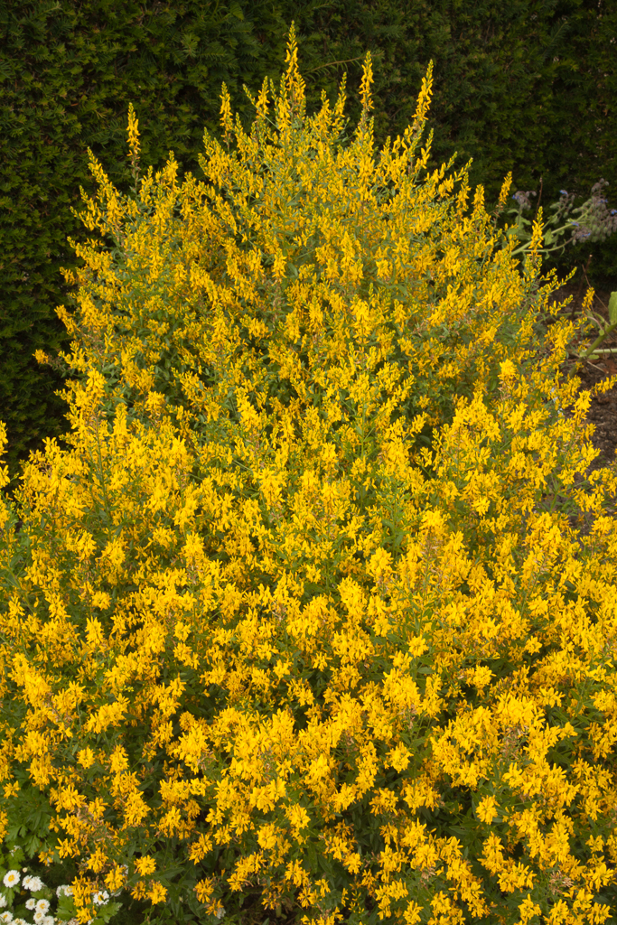 dyer's greenweed