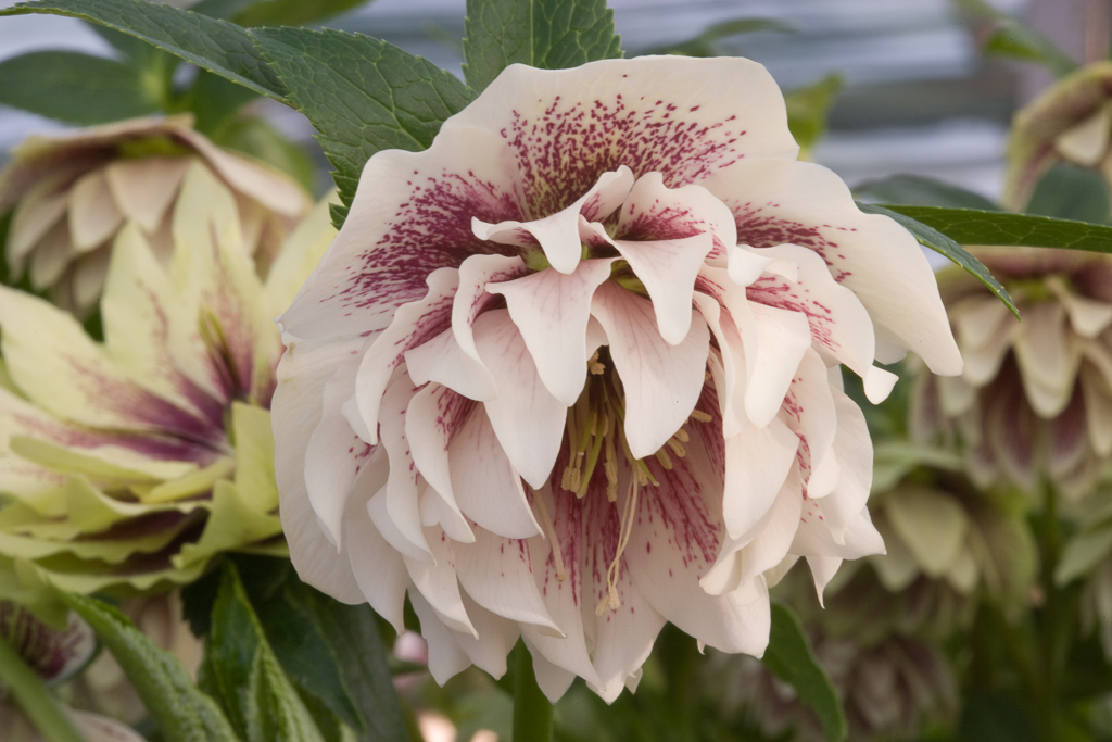 hellebore 'Double Ellen White Spotted'