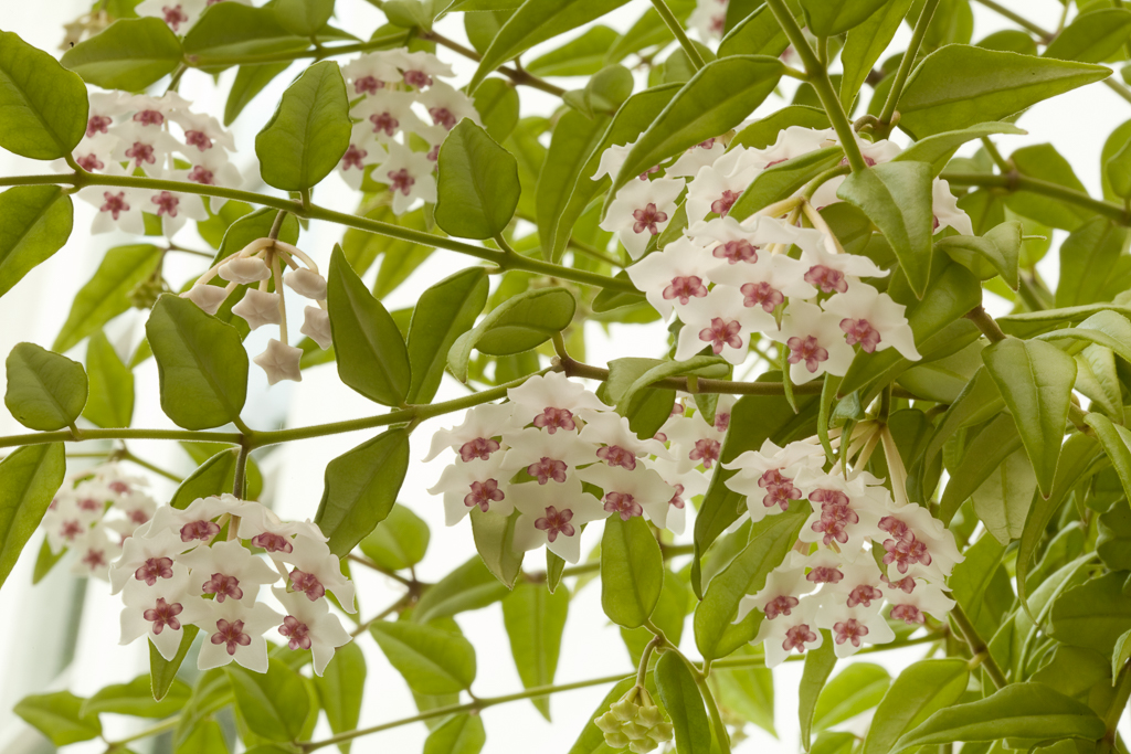 beautiful wax plant