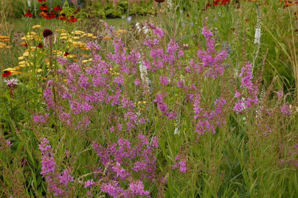 Lythrum Salicaria Andswirland Purple Loosestrife Andswirland Herbaceous Perennial Rhs