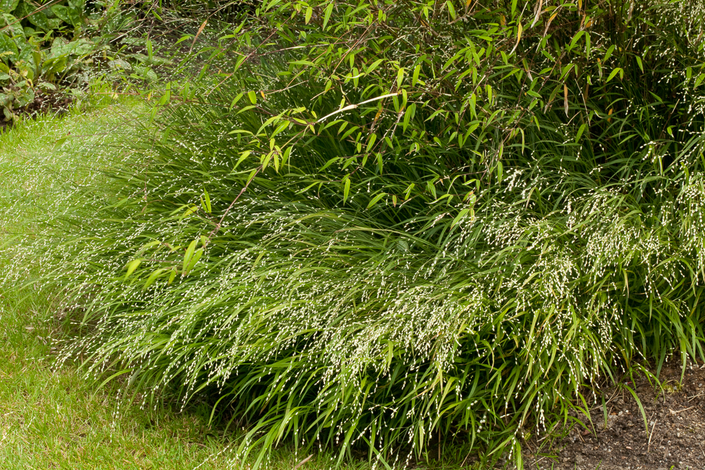 Plant image