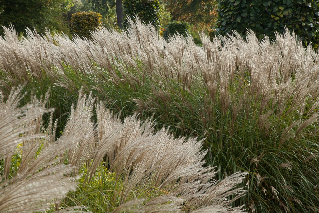 Miscanthus sinensis &Starlight& | eulalia &Starlight& Grass Like/RHS