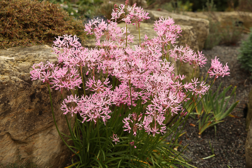 wavy nerine