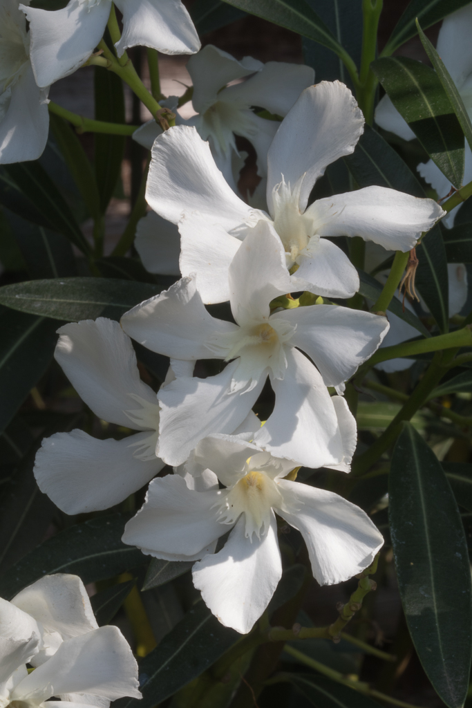 oleander 'Album'