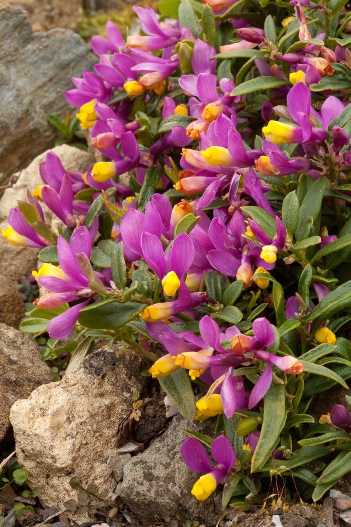 Polygala chamaebuxus var. grandiflora | large-flowered box-leaved ...