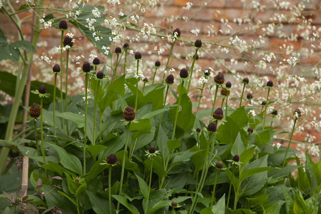 western coneflower 'Green Wizard'