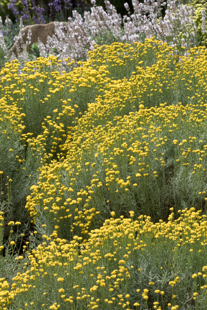 Plant image