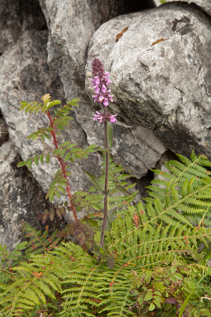 marsh woundwort