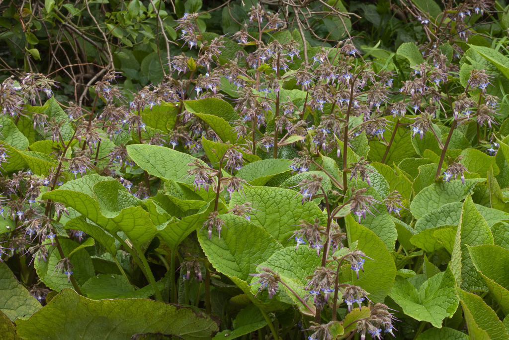 Trachystemon Orientalis Early flowering Borage