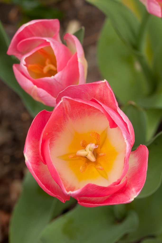 tulip 'Dynasty'