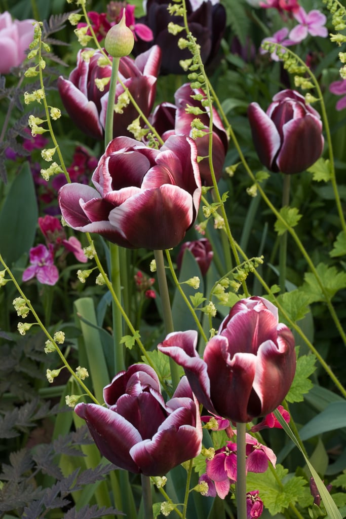 Tulipa &Fontainebleau& (3) tulip &Fontainebleau& Bulbs/RHS Gardening