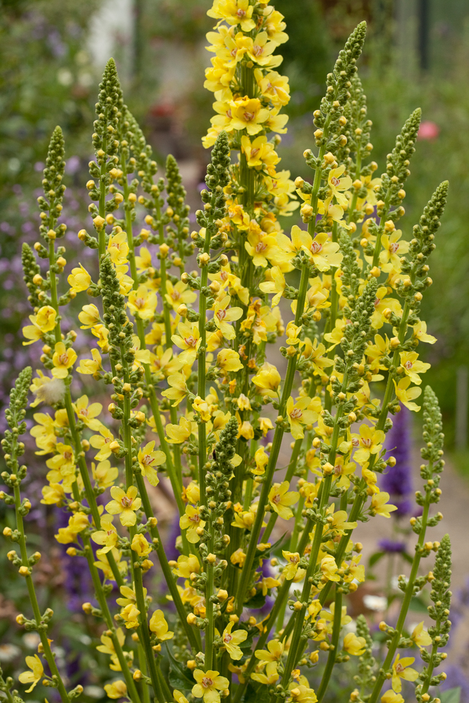 mullein 'Christo's Yellow Lightning'