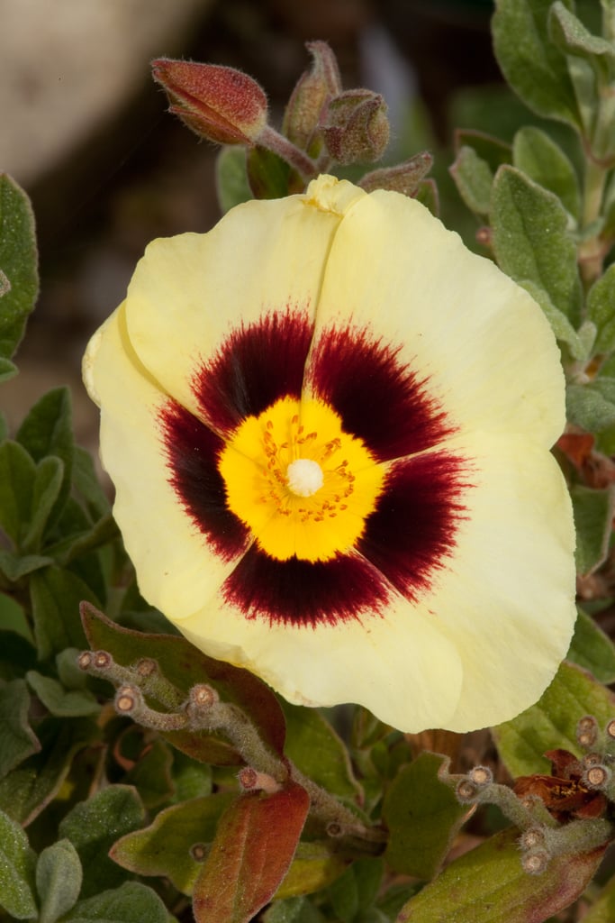 Cistus × revolii H.J. Coste & Soulié subsp. grandiflorus 'Wintonensis ...