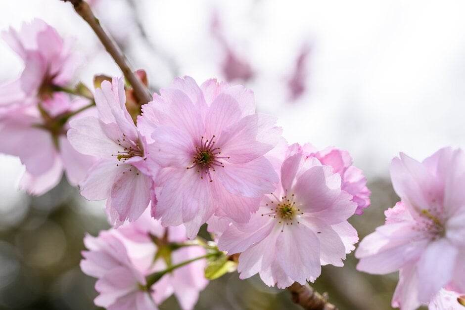 cherry 'Beni-yutaka'