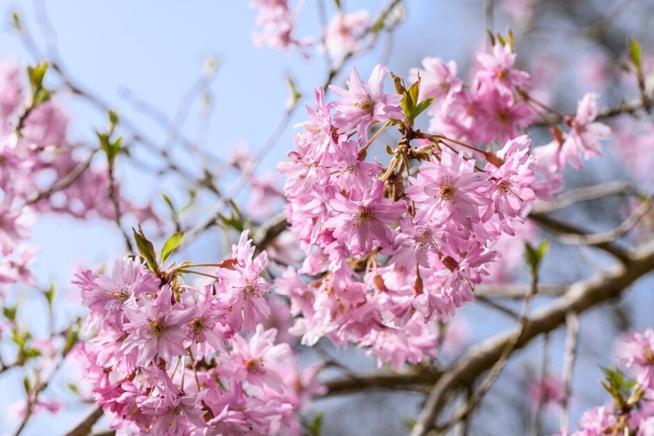 winter-flowering cherry 'Fukubana'