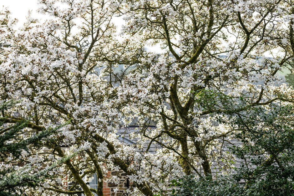 magnolia 'Merrill'