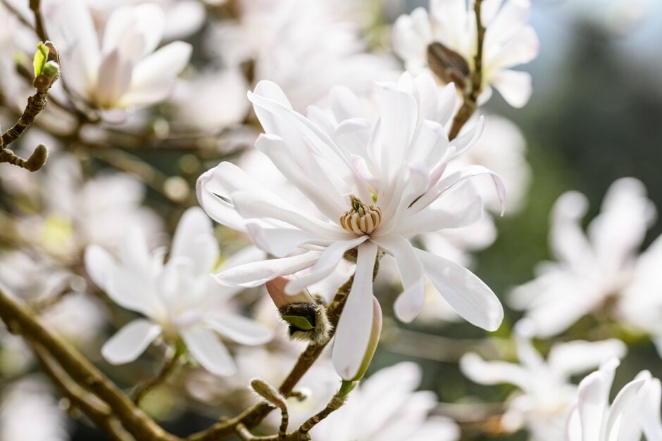 star magnolia 'King Rose'
