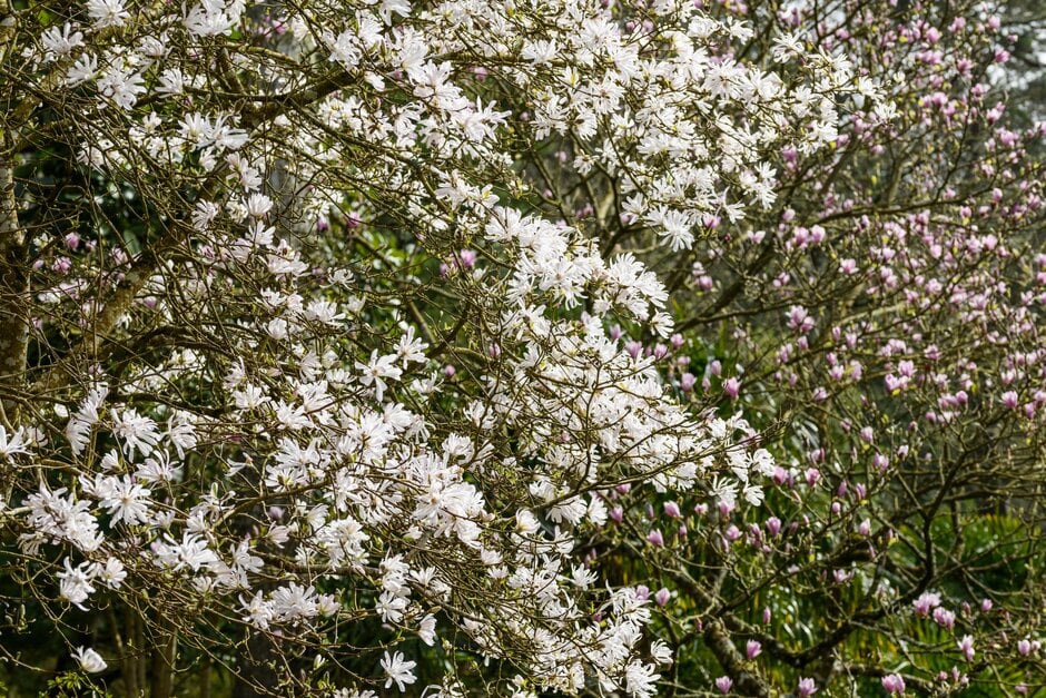 star magnolia 'King Rose'