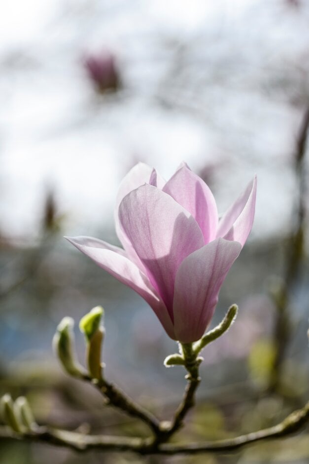 saucer magnolia 'Burgundy'