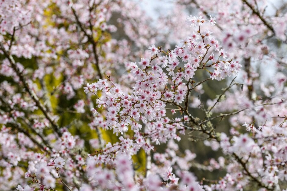 cherry 'Praecox'