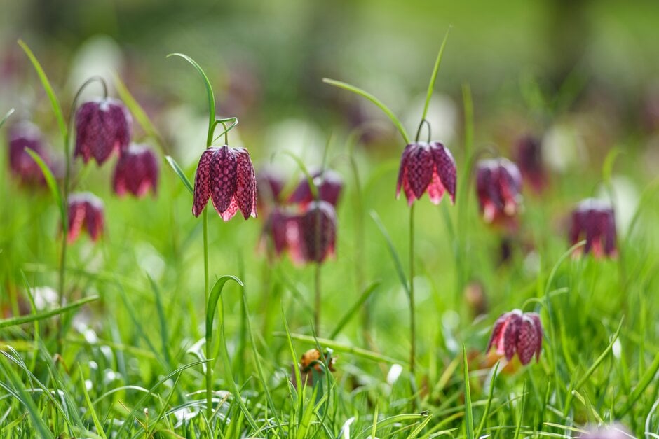 Fritillaria meleagris