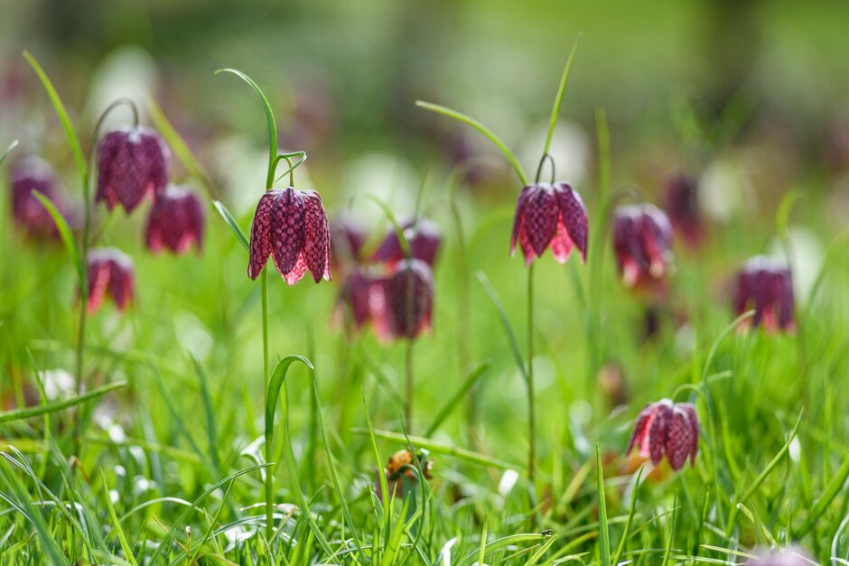 snake's head fritillary