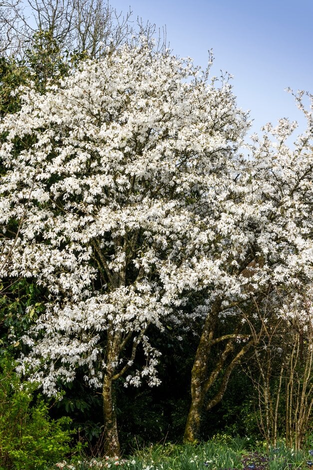 willow-leaved magnolia 'Wada's Memory'
