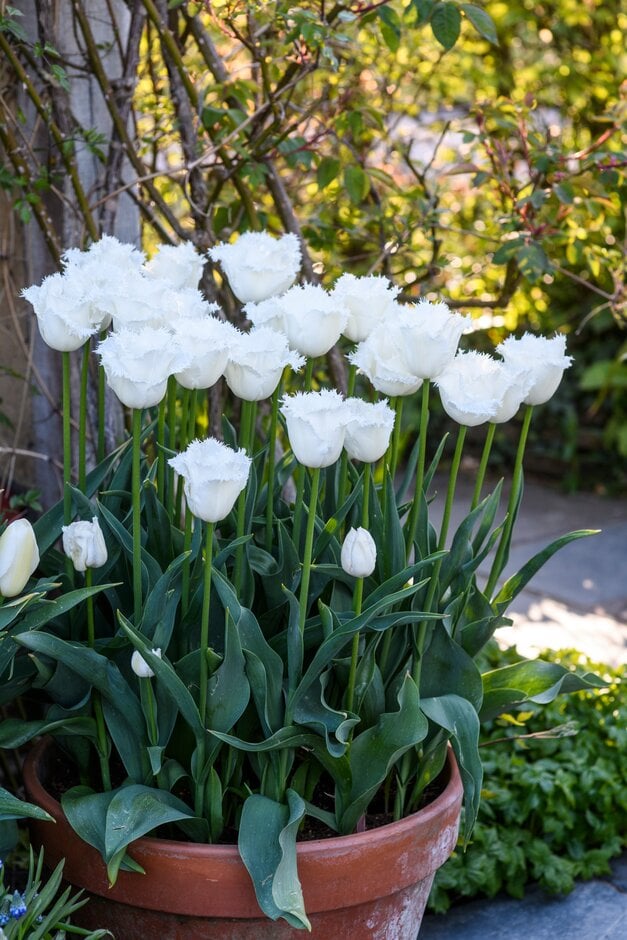 tulip 'Honeymoon'