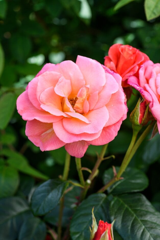 rose 'Evelyn May'