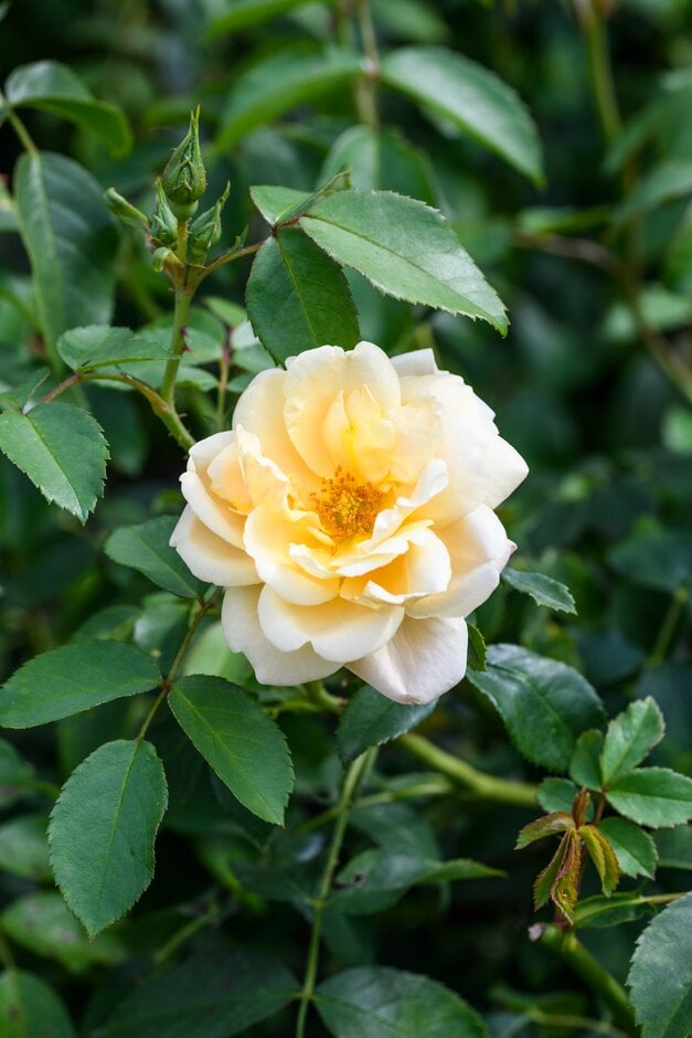 rose 'Goldbusch'