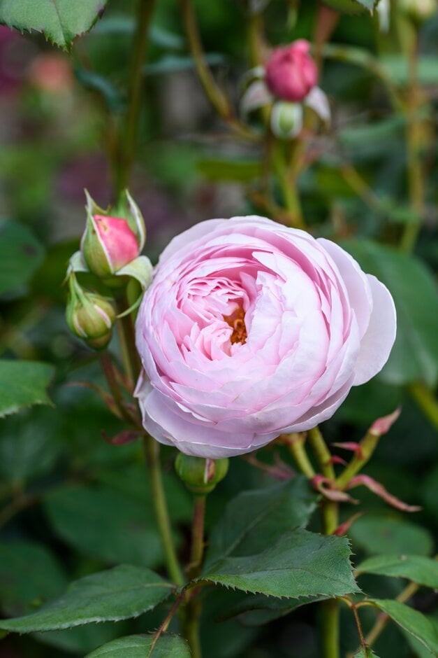 rose [Geoff Hamilton]