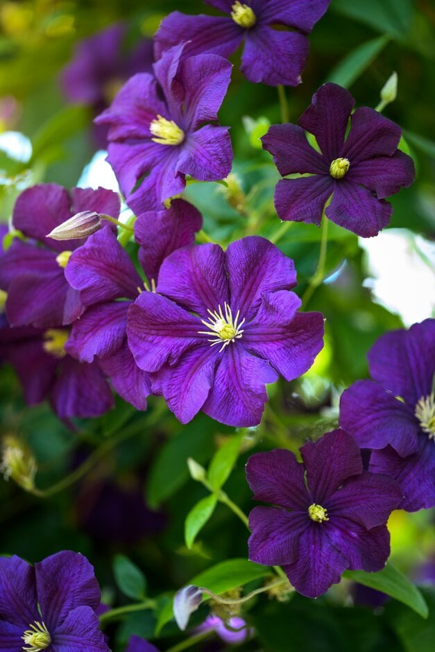 Clematis 'Étoile Violette' (Vt)|clematis 'Étoile Violette'/RHS Gardening