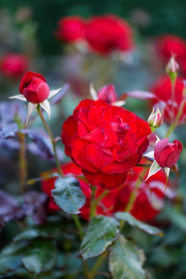 rose [The Times Rose]