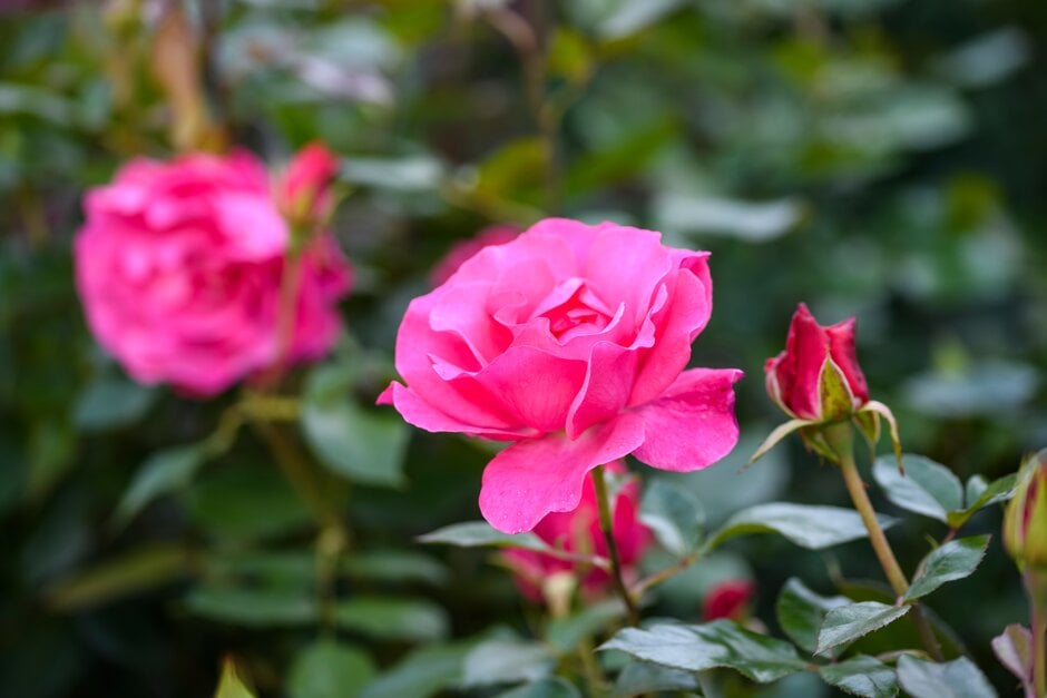 rose [Romance]