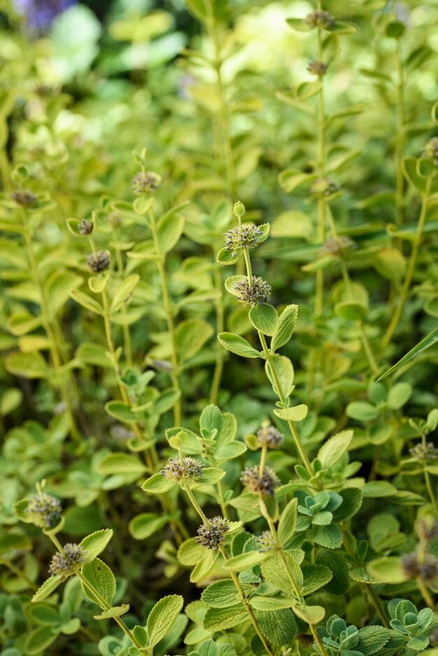 <em>Marrubium</em> <em>bourgaei</em> var. <em>bourgaei</em> 'All Hallows Green'