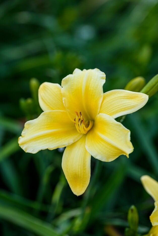 daylily 'Jake Russell'