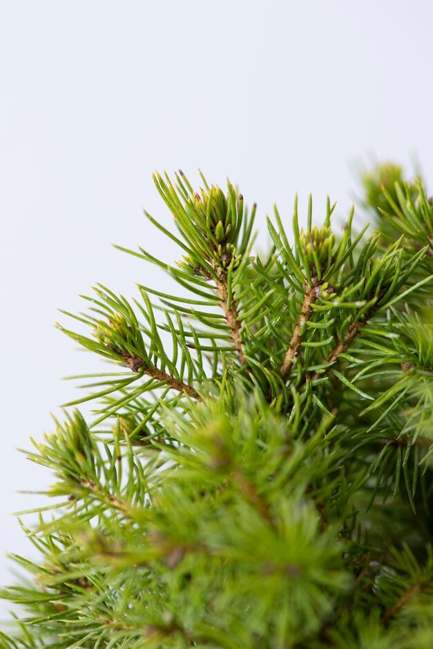 white spruce 'Rainbow's End'